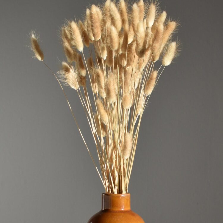 Dmuszek jajowaty naturalny