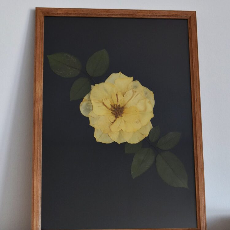 Obraz z kwiatów “Żółta Róża”