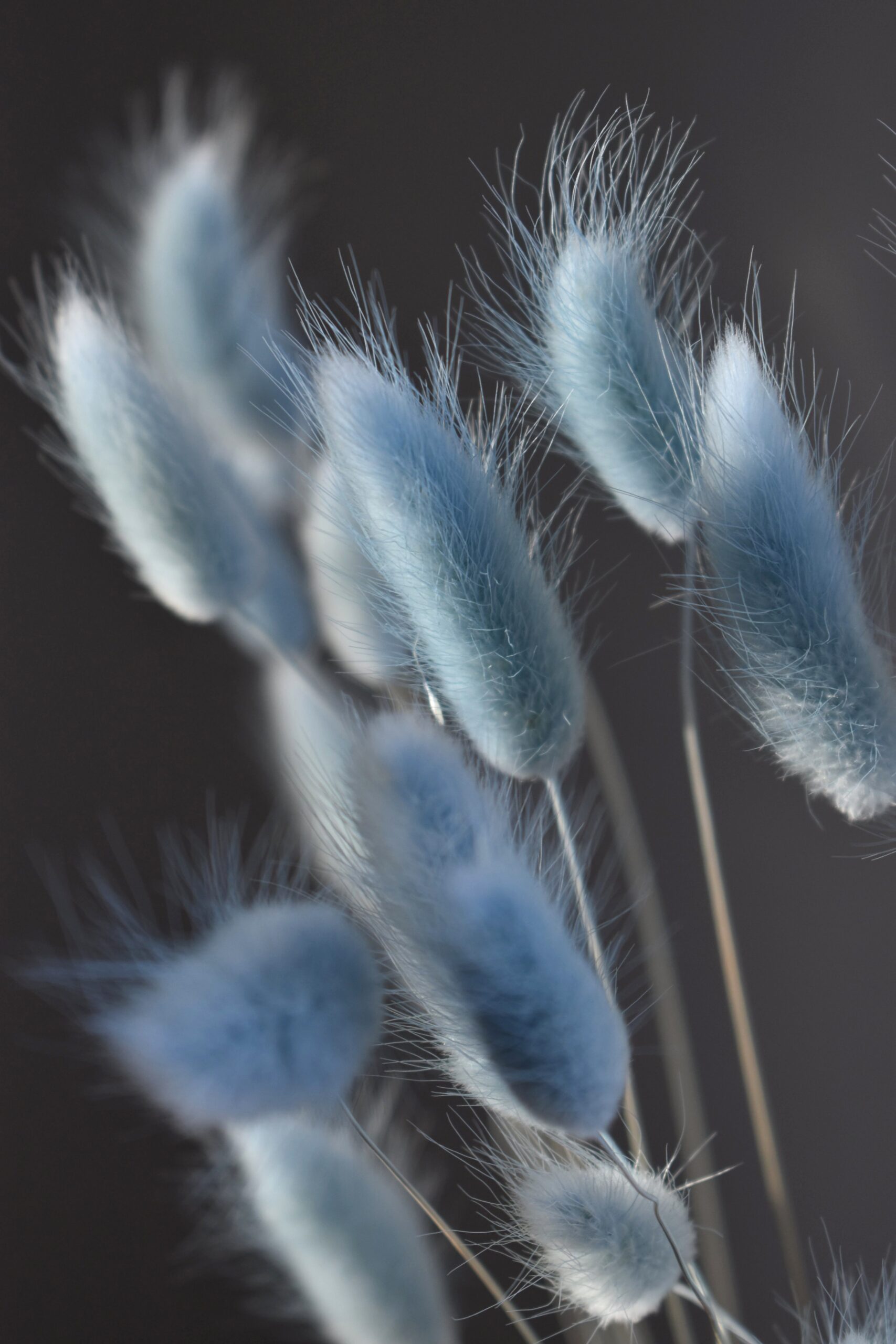 Dmuszek jajowaty jasny niebieski | 40 szt./90 szt.