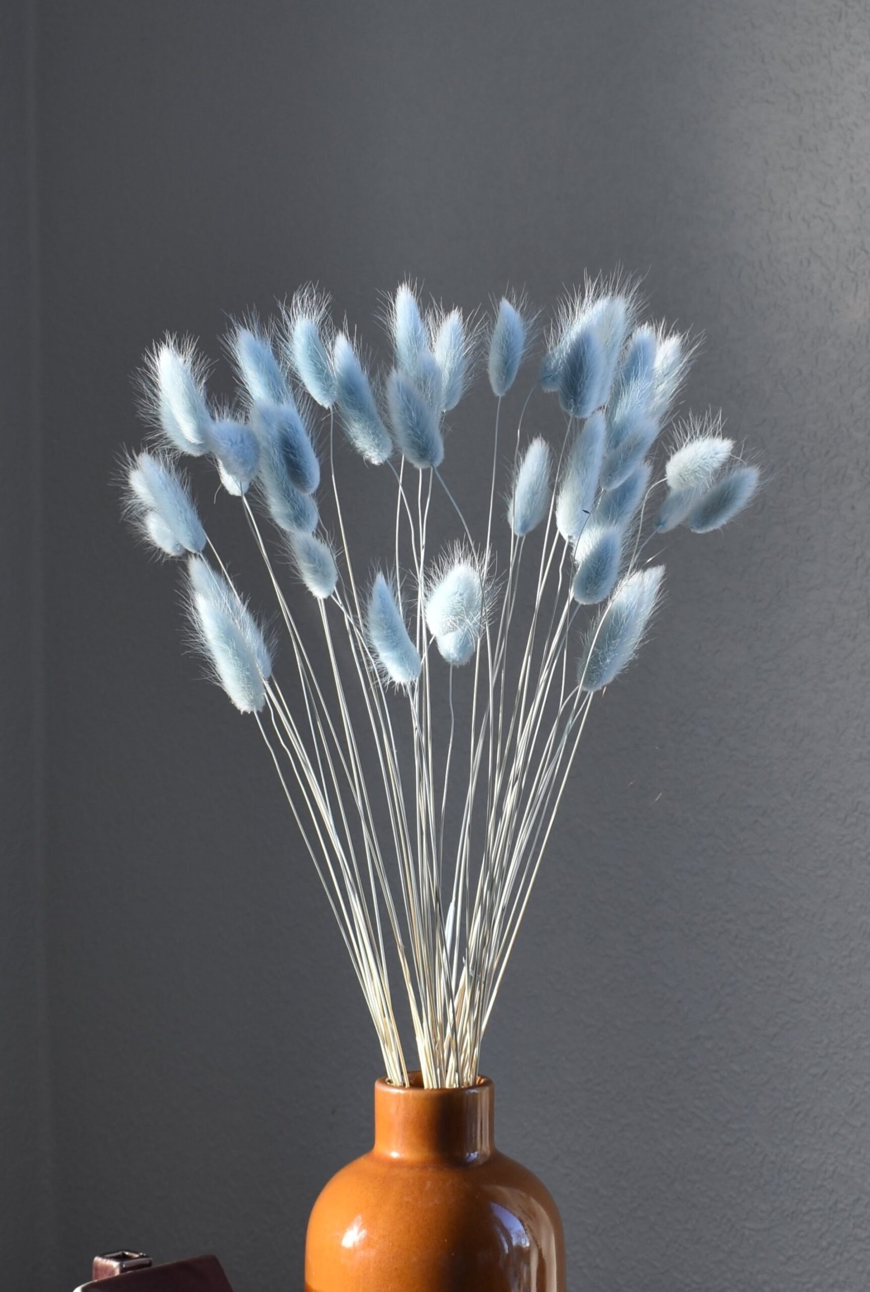 Dmuszek jajowaty błękitny