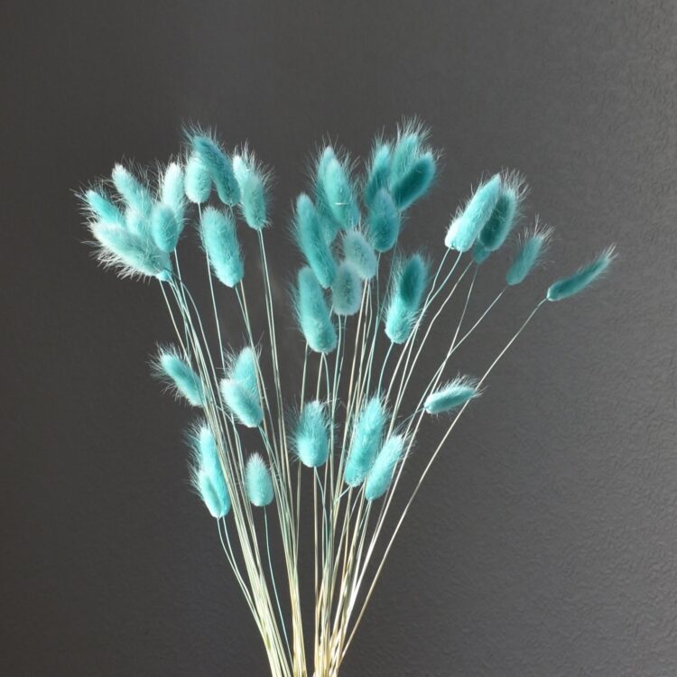 Dmuszek jajowaty morski