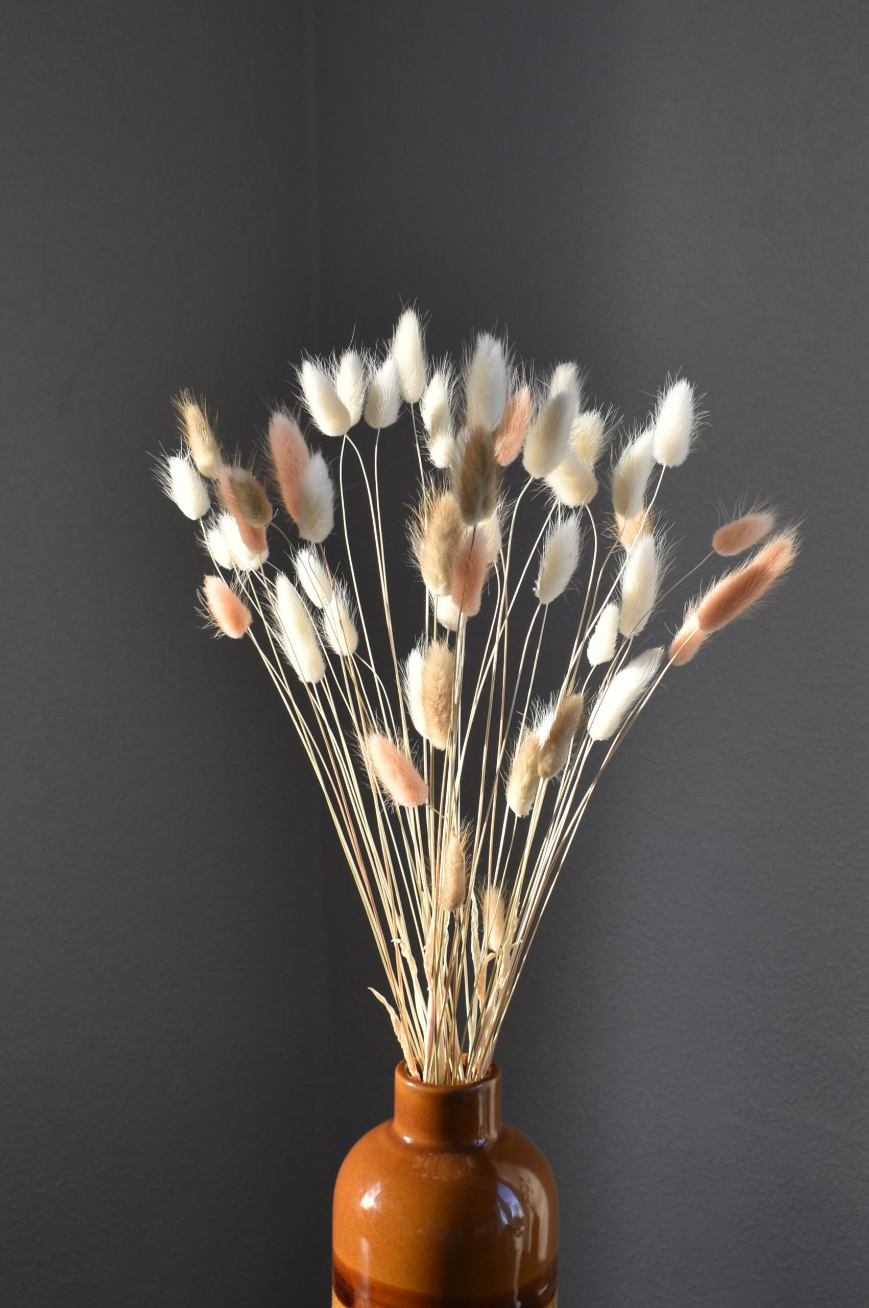 trójkolorowy dmuszek jajowaty