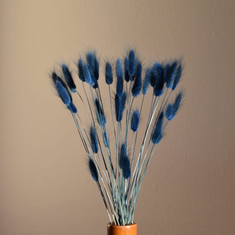 Dmuszek jajowaty granatowy