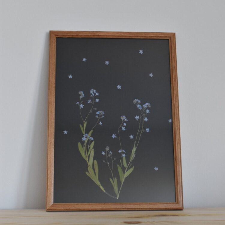 niezapominajki obraz z suszonych niezapominajek