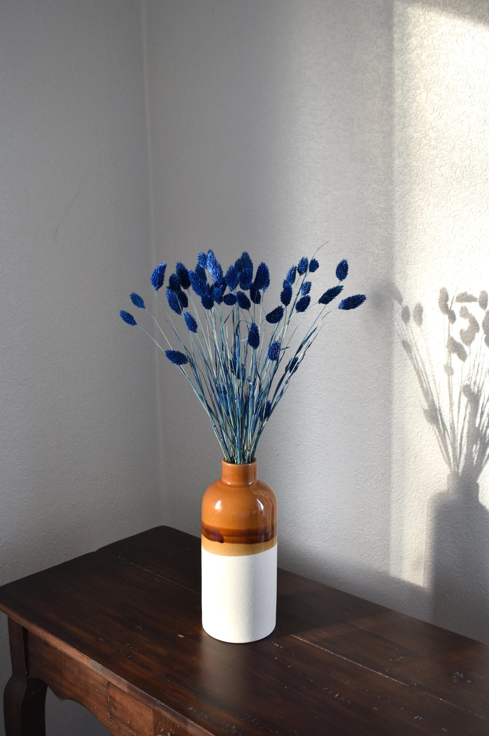 Phalaris, Mozga Kanaryjska, Kanar granatowy | 50 szt. - obrazek 2