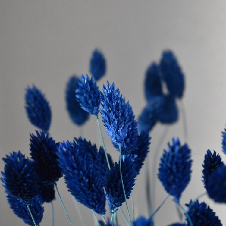 Phalaris, Mozga Kanaryjska, Kanar granatowy | 50 szt.