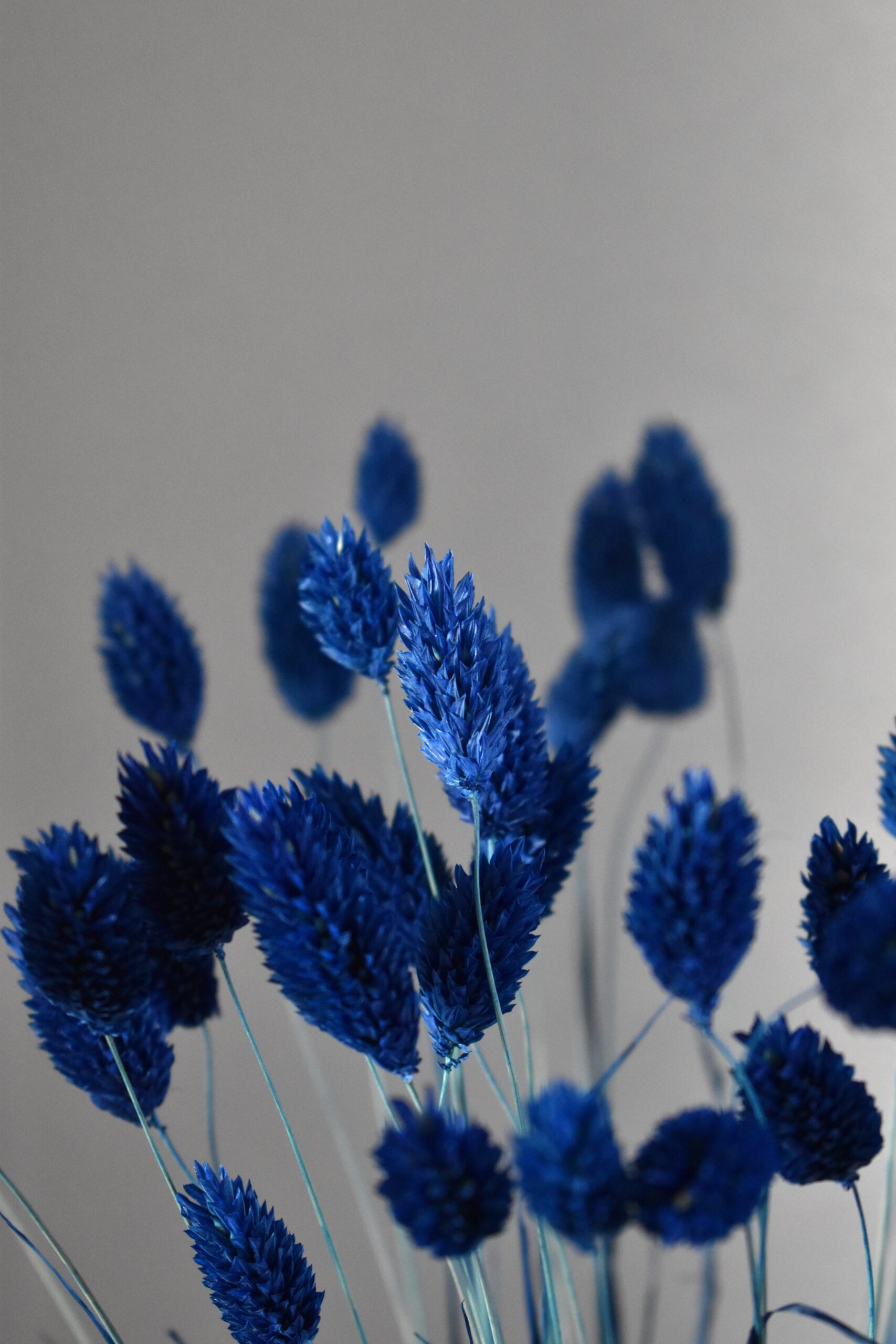 Phalaris, Mozga Kanaryjska, Kanar granatowy | 50 szt.