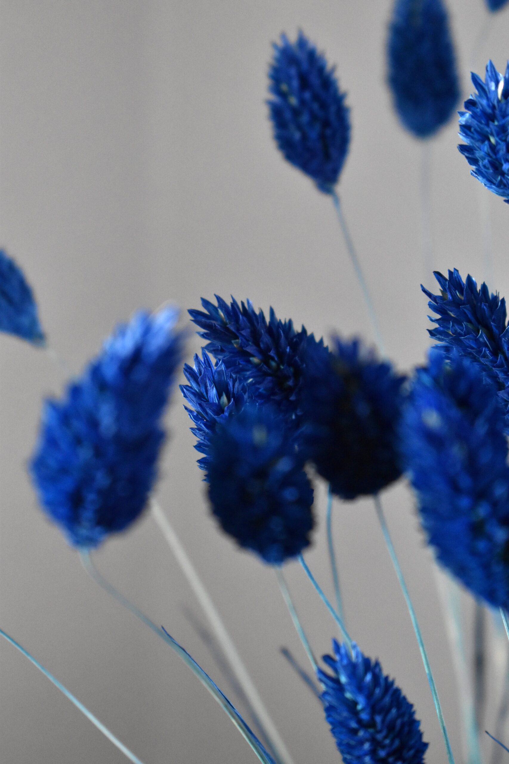 Phalaris, Mozga Kanaryjska, Kanar granatowy | 50 szt. - obrazek 5