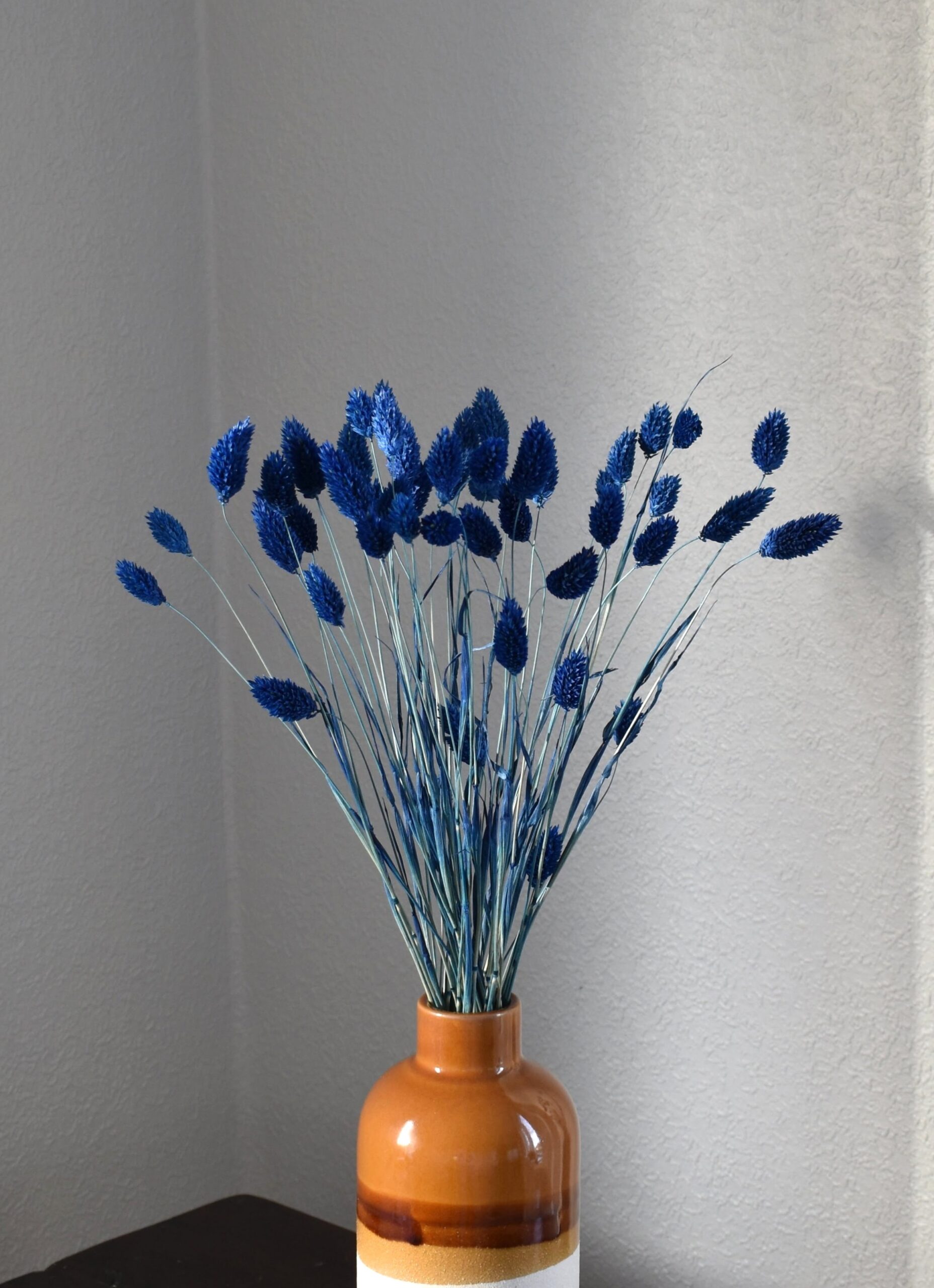 Phalaris, Mozga Kanaryjska, Kanar granatowy | 50 szt. - obrazek 3