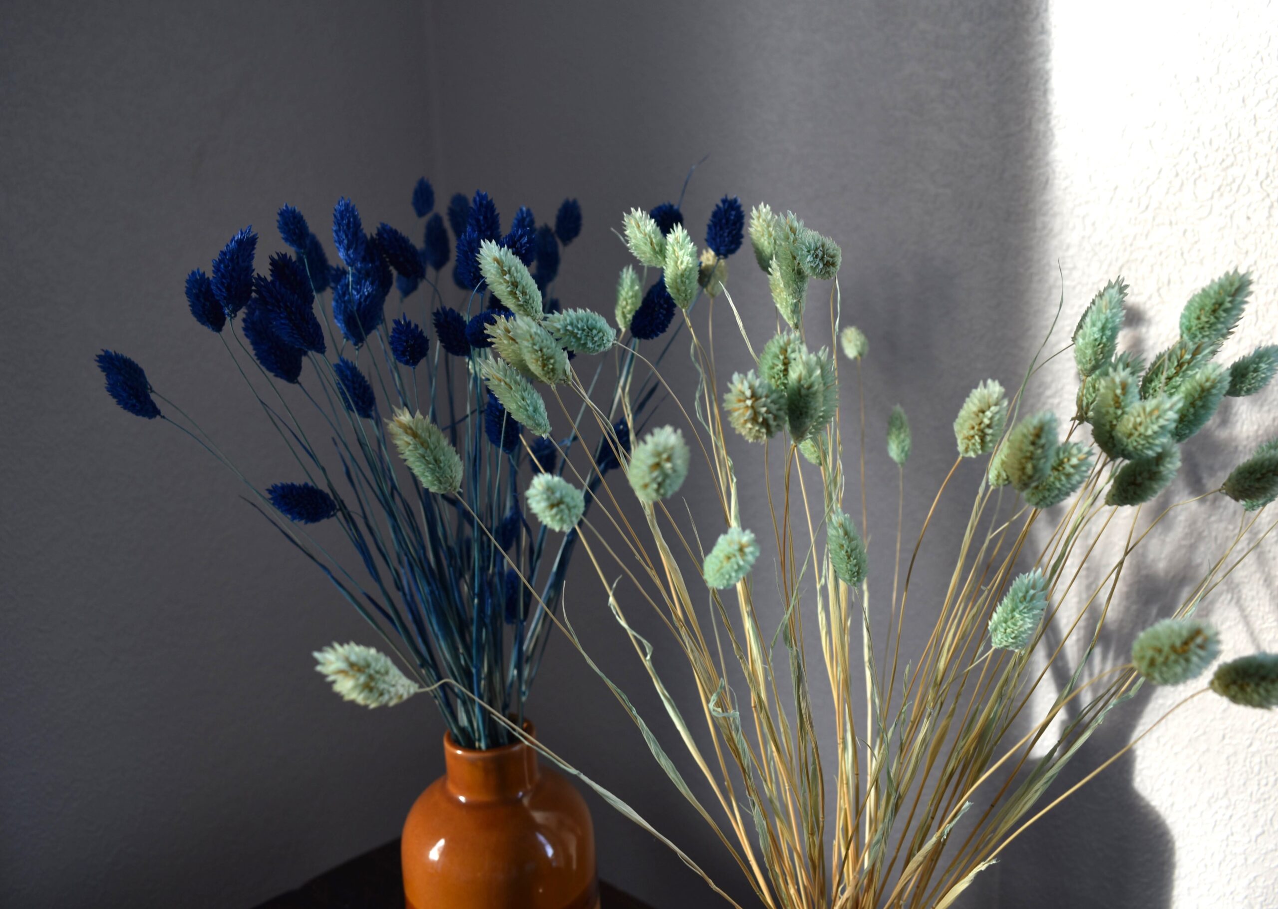 Phalaris, Mozga Kanaryjska, Kanar granatowy | 50 szt. - obrazek 4