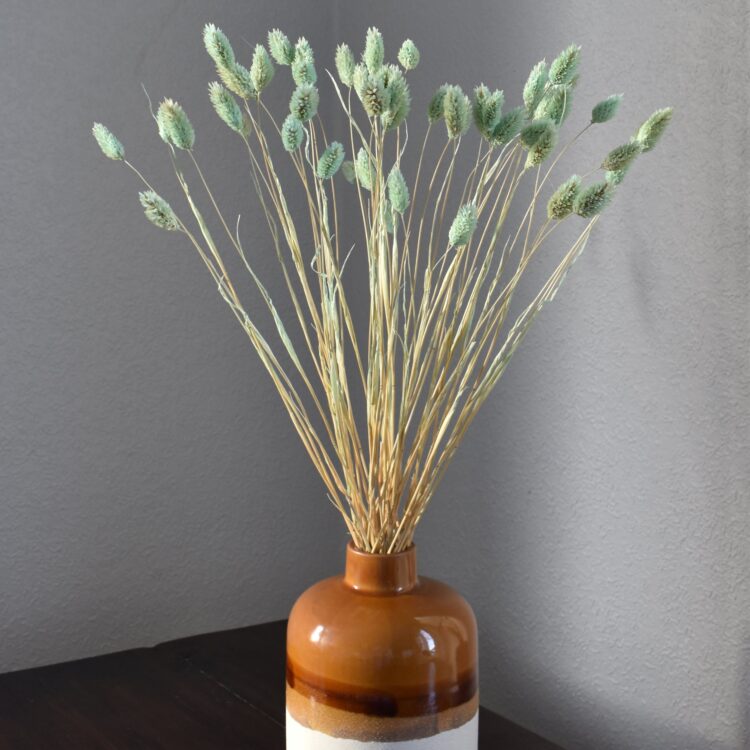 Phalaris, Mozga Kanaryjska, Kanar jasny zielony | 50 szt.